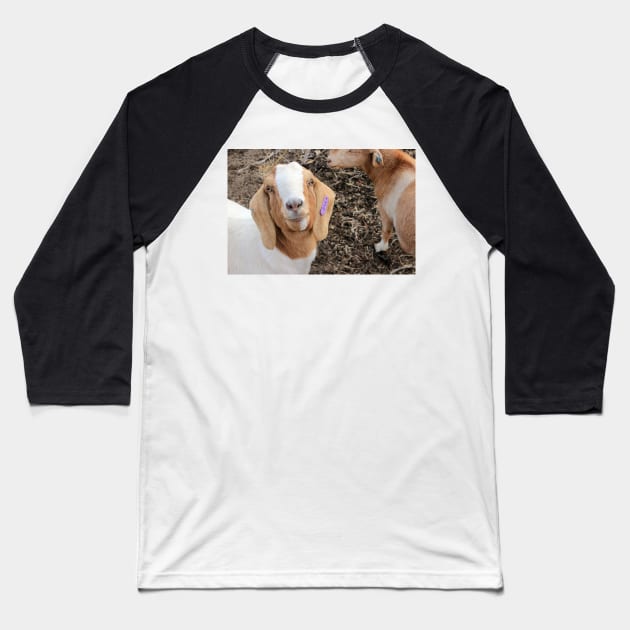 Daphne The Goat Baseball T-Shirt by ElisabethFriday